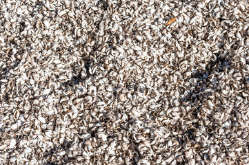 Background texture of mussel shells on beach.