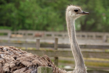 Grown ostrich in paddock on farm