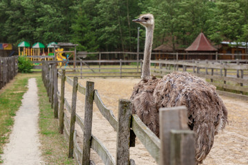 Grown ostrich in paddock on farm