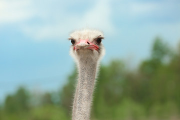 Grown ostrich outdoors