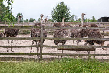 Grown ostriches in paddock on farm