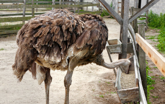 Grown ostrich eating grains from manger on farm