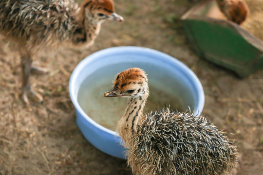 Adorable baby ostriches on farm