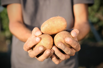 Male farmer holding potatoes outdoors
