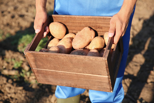 Male farmer holding wooden box with potatoes outdoors