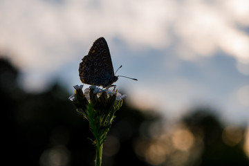 Bläuling silhouette