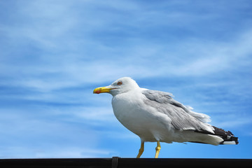 Fototapeta na wymiar Beautiful white seagull outdoors
