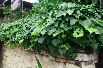 Fototapeta na wymiar Green ivy vines on old stone wall