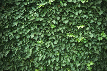 Wall covered with green ivy vines