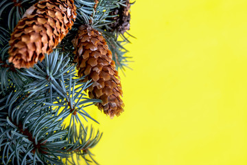 Obraz premium Branches of a blue fir tree with cones on a yellow background.