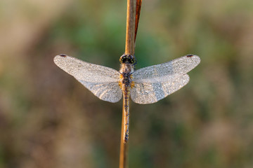 dragonfly in the morning dew