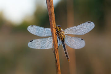 dragonfly in morning