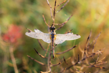beautiful dragonfly closeup