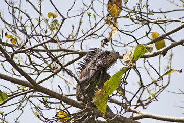 Iguana in a tree