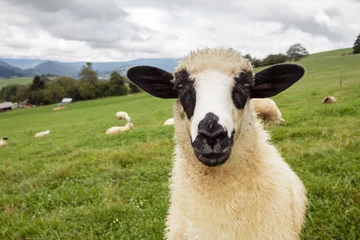 Afwasbaar behang Schaap Mooie schapen die op de weide staan en naar de camera kijken.