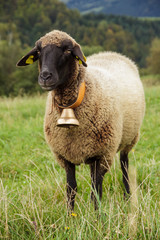 Beautiful brown sheep with bell grazing on meadow.
