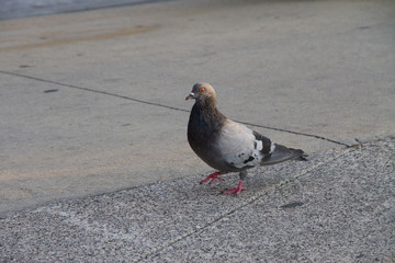 Sidewalk Pigeon