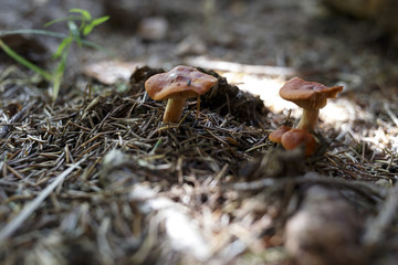 mushroom chanterelle in the forest