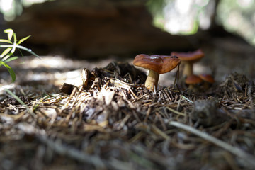 mushroom chanterelle in the forest