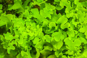 Fototapeta na wymiar Fresh lettuce plant with curly leaves close-up growing in the organic farm. Organic healthy juicy vegetables top view. Abstract lettuce salad background or texture