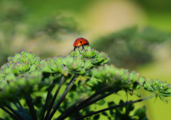 wandernder Marienkäfer