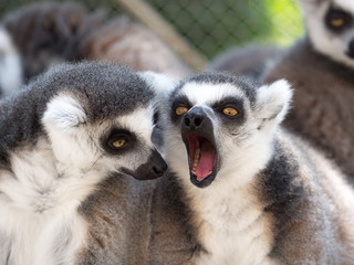 ワオキツネザル