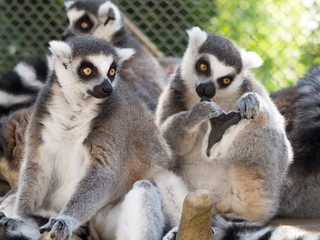 ワオキツネザル