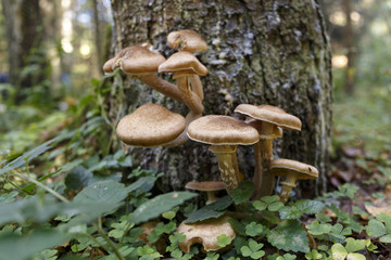mushroom a honey agaric in the forest
