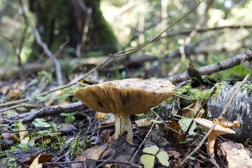 mushroom a honey agaric in the forest