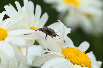 Rosenkäfer
