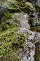 Mossy Gray Stone Close-Up
