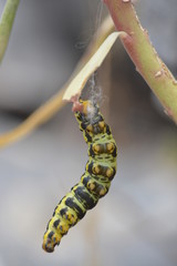 caterpillar