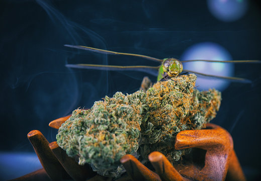 Cannabis nugs and dragonfly isolated over black with smoke and bubbles, medical marijuana concept