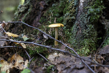 yellow mushroom in the woods