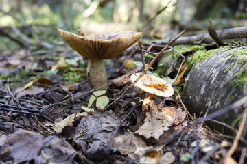 yellow mushroom in the woods