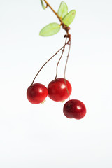 Three berries of a cowberry on a twig with leaves on a white background.  Studio, macro.