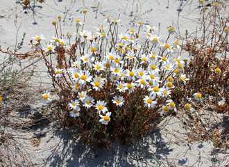 camomilla marittima (Anthemis maritima)