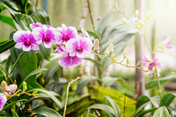 Fototapeta na wymiar Beautiful pink and white flower bouquet with sunlight of dendrobium orchids hybrids on the tree in the orchid plantation area in Thailand