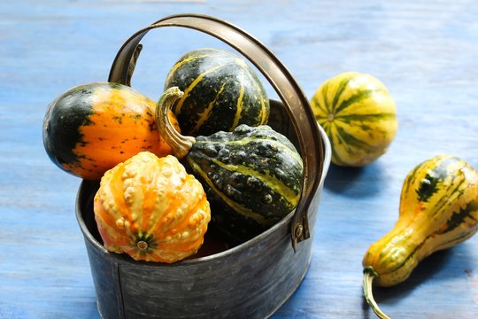 Winter Squashes / Autumn  Fall background