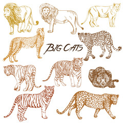Set of hand drawn sketch style big cats. Vector illustration isolated on white background.