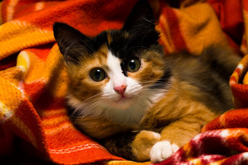 Little kitten on a rug studio light