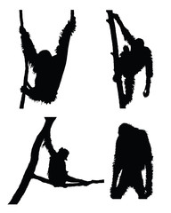 Vector orangutan collection in different positions on white background. © Jan