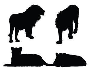 Vector lion collection in different positions on white background.
