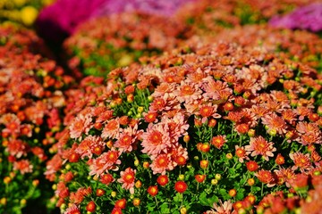 Colorful chrysanthemum flowers in the fall