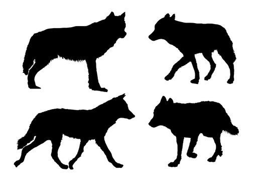 Vector wolves collection in different positions on white background.