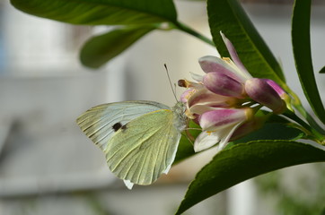 Kelebek ve Limon Çiçeği