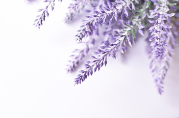 Lavender flower background