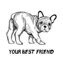Hand drawn sketch style bulldog. Vector illustration isolated on white background.