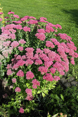 Prächtige Fetthenne (Hylotelephium spectabile)