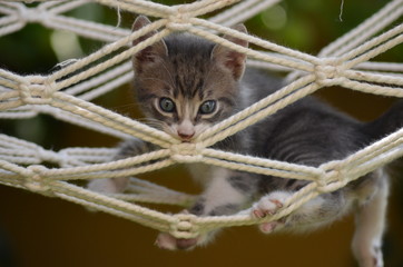 Hamaktaki Kedi © agumus